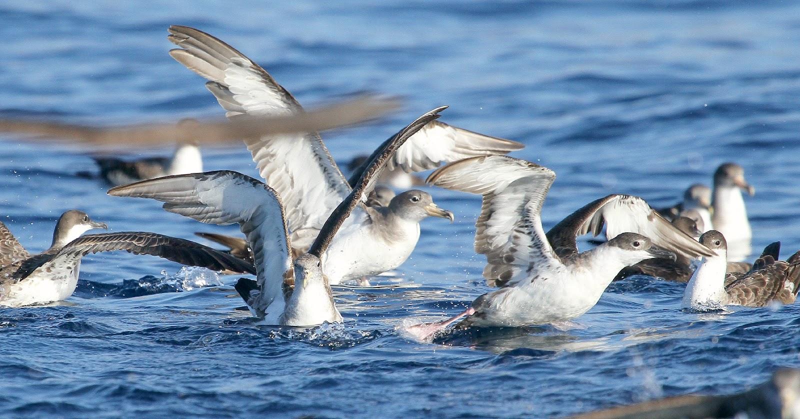 PARDELADA EN LA COSTA VIZCAINA PARDELADA EN LA COSTA VIZCAINA