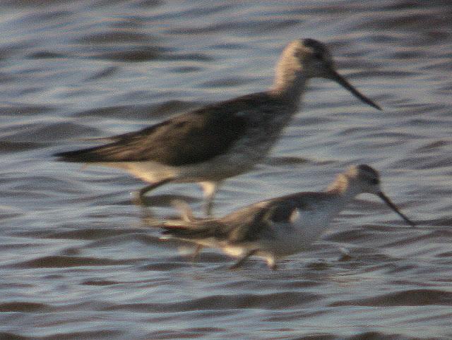 ARCHIBEBE FINO EN CÁDIZ ARCHIBEBE FINO EN CÁDIZ