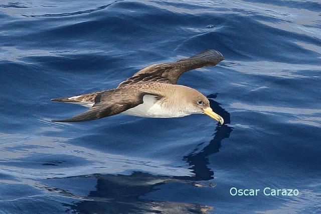 Lanzarote pelagics Y (III) Lanzarote pelagics Y (III)