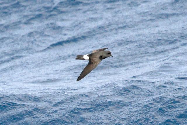 Lanzarote pelagics Y (III) Lanzarote pelagics Y (III)