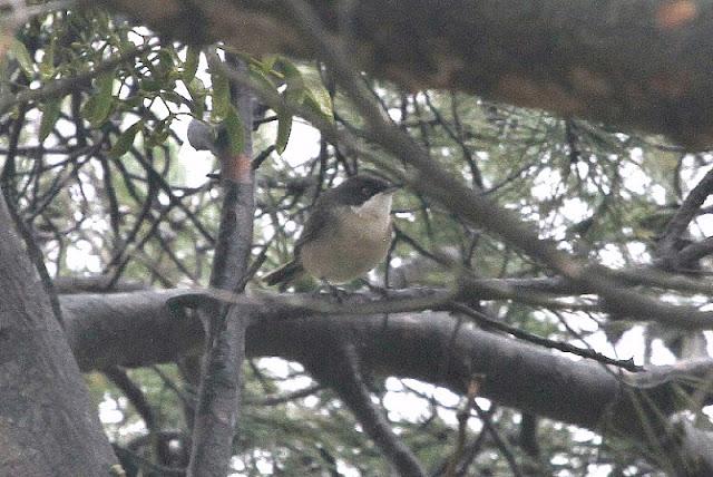 NAVARRA COAST TO COAST ESTE NAVARRA COAST TO COAST ESTE