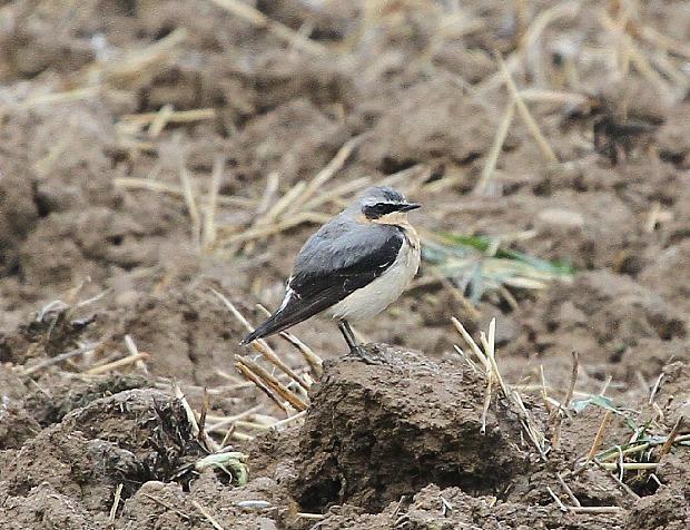 NAVARRA COAST TO COAST ESTE NAVARRA COAST TO COAST ESTE