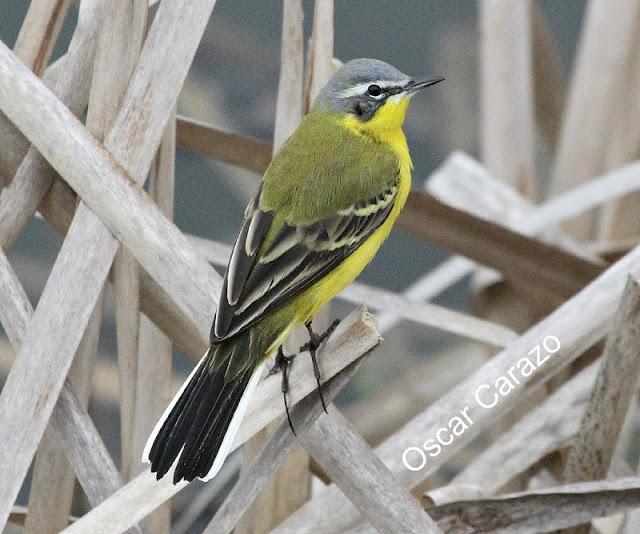 PRIMAVERA EN SALBURUA PRIMAVERA EN SALBURUA