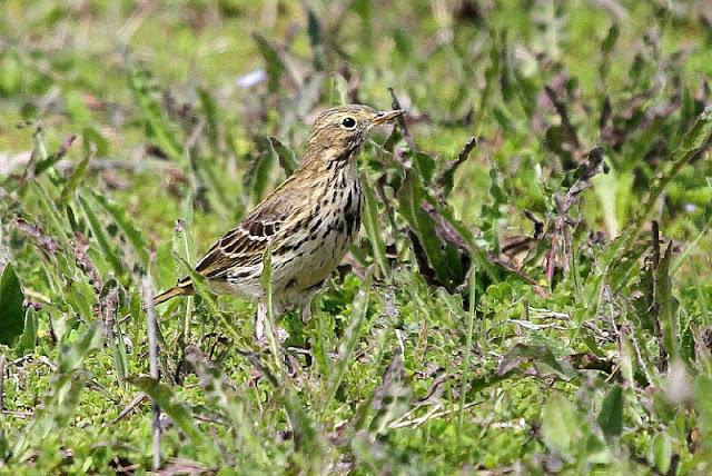 PRIMAVERA EN SALBURUA PRIMAVERA EN SALBURUA