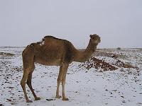 El espectáculo de la nieve en el Sahara El espectáculo de la nieve en el Sahara