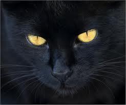 Wicca, Paganismo, Gatos negros y Halloween