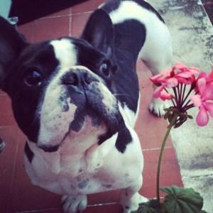 mibulldogfrances La castración química mi perro Bulldog Francés