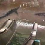Supuesta aparición de tiburones en Nueva York tras el paso de Sandy