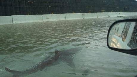 Supuesta aparición de tiburones en Nueva York tras el paso de Sandy
