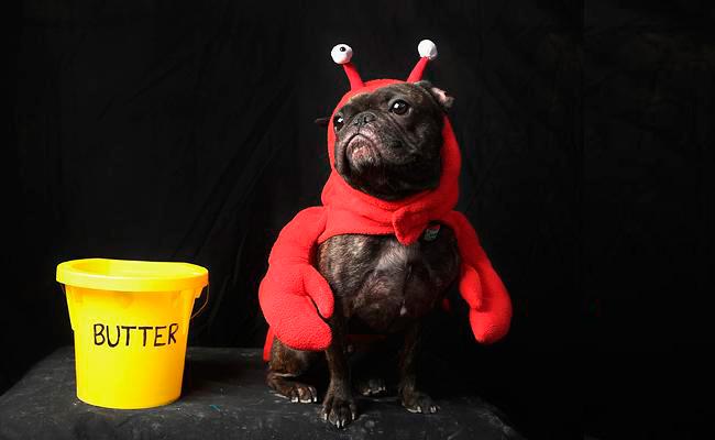 disfraz perro cangrejo Disfraces para perros en Halloween