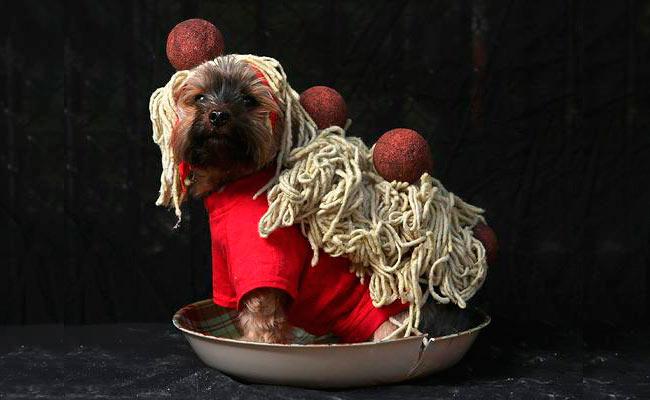 disfraz perro pasta Disfraces para perros en Halloween