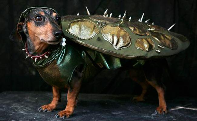 disfraz perro escarabajo Disfraces para perros en Halloween