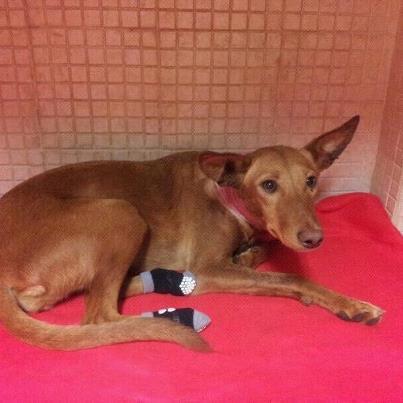 Novedades de Vida ( la podenca acuchillada y tirada al contenedor en Madrid) Foto: Vida, cada dia mas recuperada, mas preciosa, mas llena de vida. Al maldito hdp que intento matarla espero que pille una enfermedad y le haga sufrir durante mucho tiempo antes de morirse. Maldito desgraciado, no te has salido con la tuya asesino de mierda y esta niña va a vivir y tendra el mejor de los futuros...