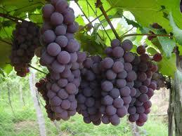  Las uvas protegen de accidentes cerebrovasculares y de diabetes. 