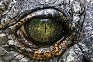 OJOS DE REPTILES