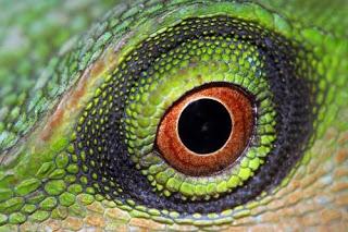 OJOS DE REPTILES