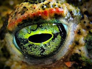 OJOS DE REPTILES