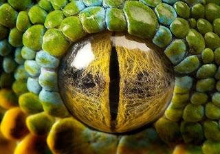 OJOS DE REPTILES