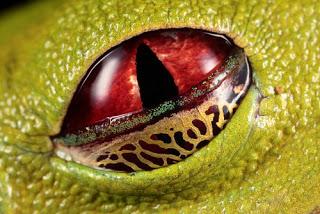 OJOS DE REPTILES