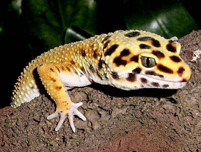 Geckos - Paperblog