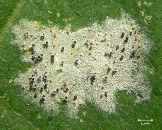 oidio UncinulaTulasneiDetail Principales Plagas del Huerto y Jardín