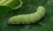 oruga de la col oruga col pieris rapae Principales Plagas del Huerto y Jardín