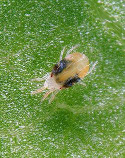 araña roja 250px Tetranychus urticae Principales Plagas del Huerto y Jardín