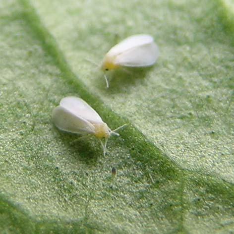 mosca blanca Weisse Fliege Principales Plagas del Huerto y Jardín