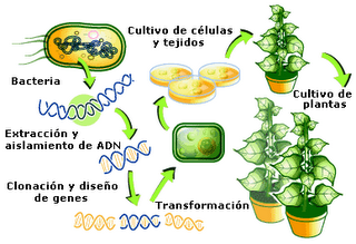 ¿QUE SON LOS TRANSGENICOS Y COMO SE HACEN?