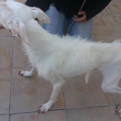 Blanquita esta en Zaragoza Foto: Esta preciosa podenca se llama Blanquita. A esta perrita la rescataron de la perrera y desde hace casi un año vive con una persona, a la cual le hemos retirado a Blanquita ya que la estaba dejando morir de hambre. Segun esta persona ha sido por que no tiene ni para comer ella.... Blanquita tiene muchisimo miedo a perros o a personas. Es muy docil. Se merece una tercera oportunidad, un hogar de verdad. Porfavor hazle un hueco en tu vida y que al fin sienta lo que es amor de verdad. No dejemos que sea una podenca mas sin hogar. Son una raza increible, no dejemos que sea una mas de los perros mas olvidados. Interesados: greta.boira@gmail.com