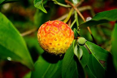 Frutos, setas, hojas y flores. ¡Nos encanta el otoño! Frutos, setas, hojas y flores. ¡Nos encanta el otoño!