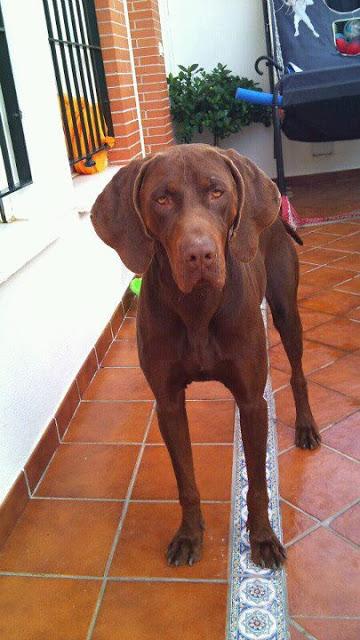 AYUDA!! es solo un cachorro precioso y va a la calle hoy. (HUELVA)