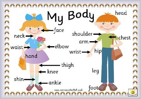 Repasemos todas las partes del cuerpo humano en inglés para ayudar a los niños a aprender inglés de una forma lúdica y divertida. Además de tener un listado