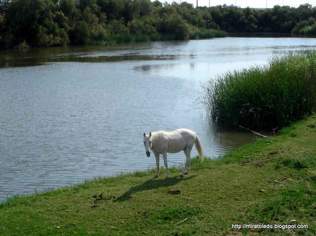 Producidor del gran tesoro Producidor del gran tesoro