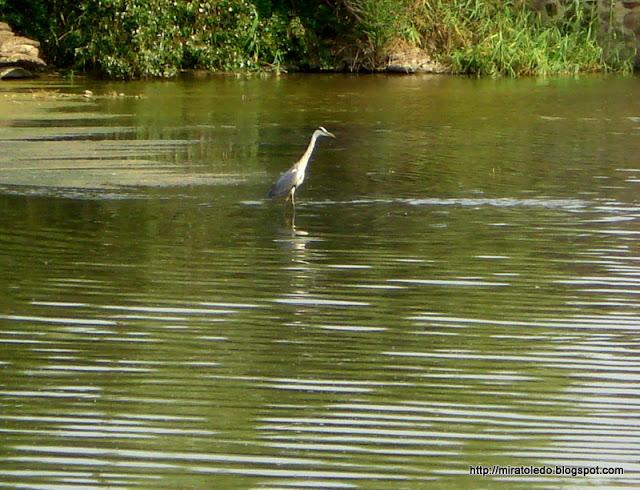 Producidor del gran tesoro Producidor del gran tesoro
