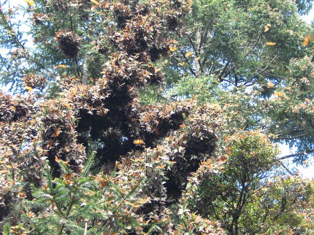 LOS SANTUARIOS DE LA MARIPOSA MONARCA EN MÉJICO LOS SANTUARIOS DE LA MARIPOSA MONARCA EN MÉJICO