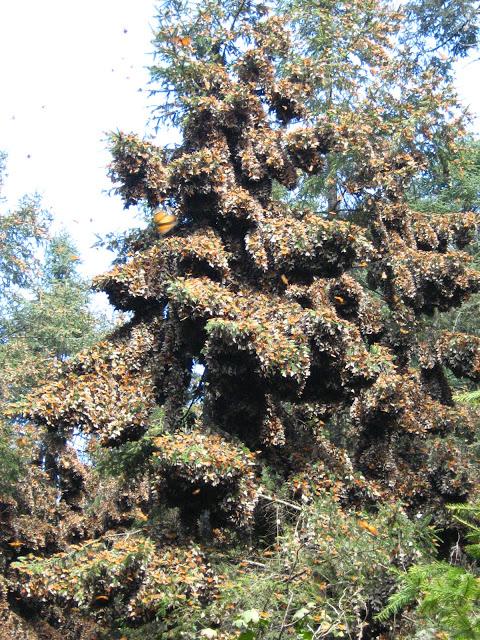 LOS SANTUARIOS DE LA MARIPOSA MONARCA EN MÉJICO LOS SANTUARIOS DE LA MARIPOSA MONARCA EN MÉJICO