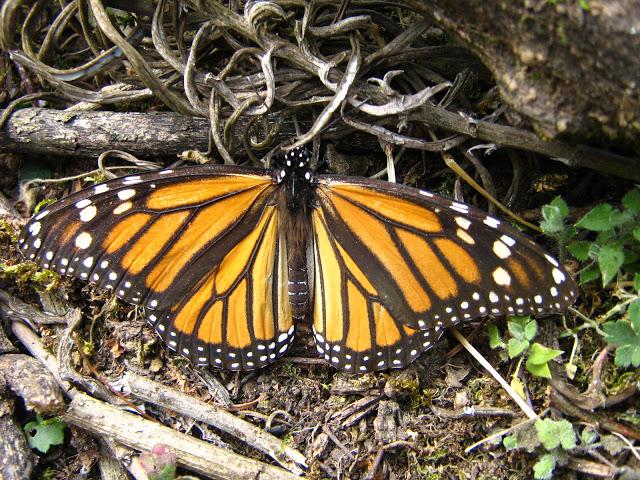 LOS SANTUARIOS DE LA MARIPOSA MONARCA EN MÉJICO LOS SANTUARIOS DE LA MARIPOSA MONARCA EN MÉJICO