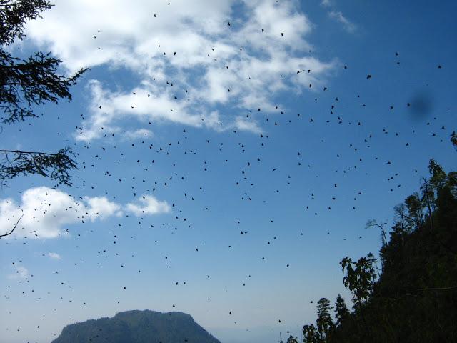 LOS SANTUARIOS DE LA MARIPOSA MONARCA EN MÉJICO LOS SANTUARIOS DE LA MARIPOSA MONARCA EN MÉJICO