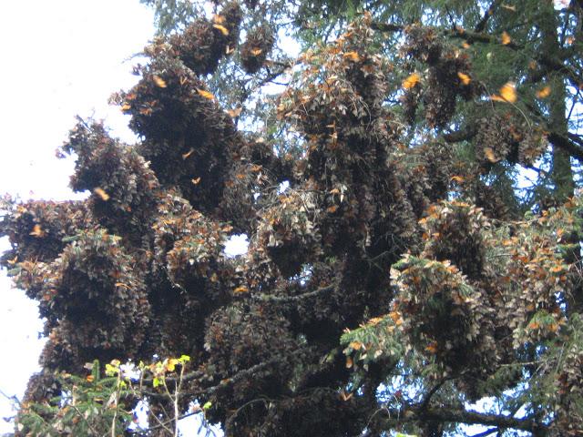 LOS SANTUARIOS DE LA MARIPOSA MONARCA EN MÉJICO LOS SANTUARIOS DE LA MARIPOSA MONARCA EN MÉJICO