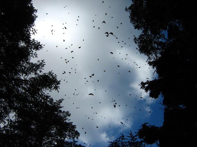 LOS SANTUARIOS DE LA MARIPOSA MONARCA EN MÉJICO LOS SANTUARIOS DE LA MARIPOSA MONARCA EN MÉJICO