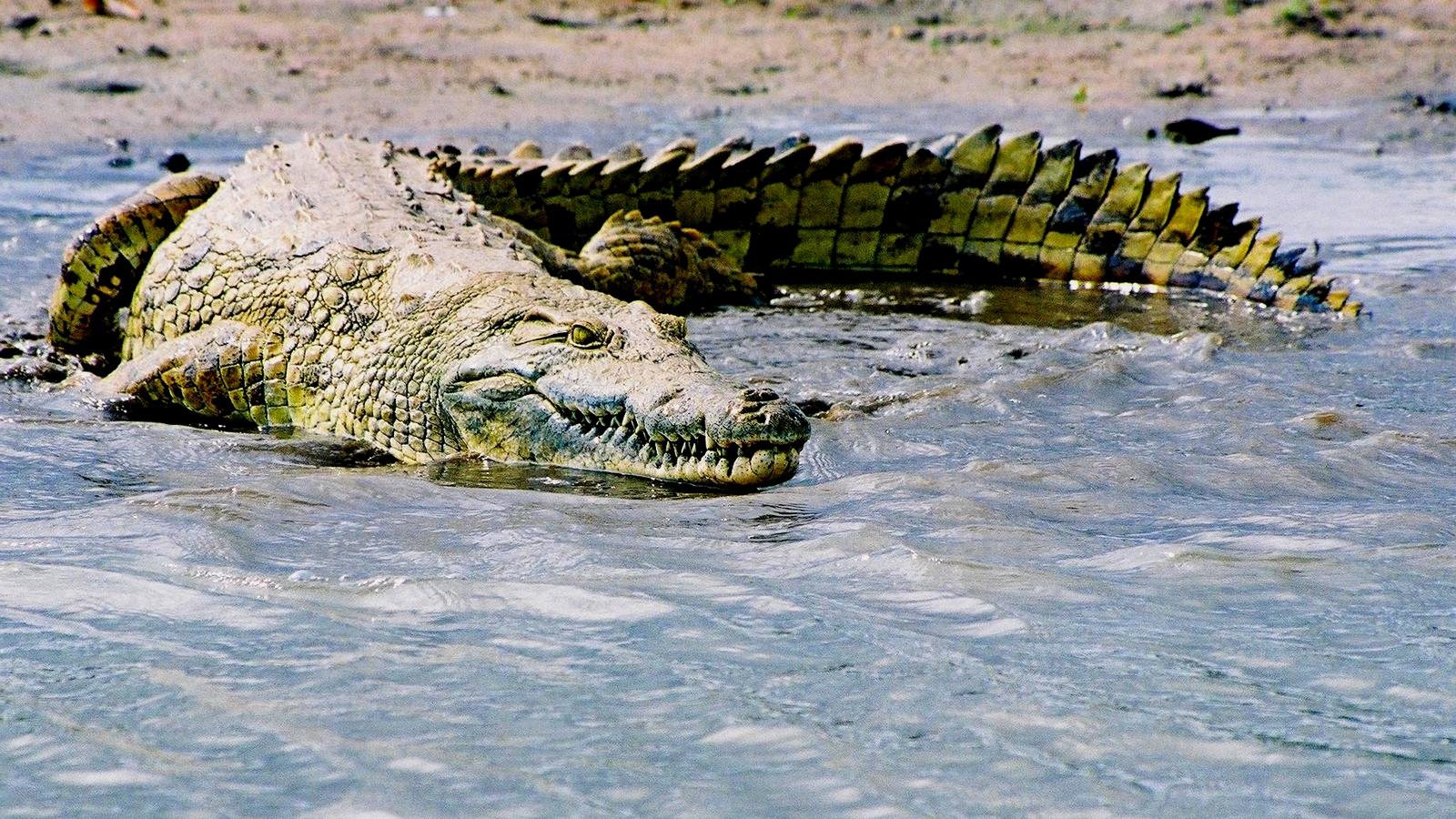 La sorprendente sensibilidad de la armadura de los cocodrilos