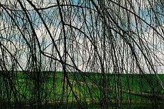 Cadencia XVIII el hacedor de sueños