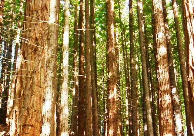 YA ES VIERNES...........(Paseos por la Naturaleza).- YA ES VIERNES...........(Paseos por la Naturaleza).-