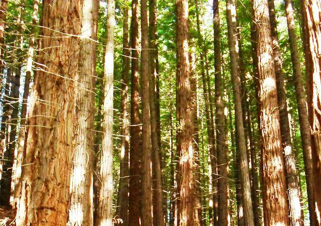 YA ES VIERNES...........(Paseos por la Naturaleza).-