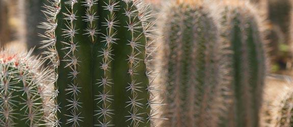 hoodia gordonii se extrae de una planta parecida a un cactus