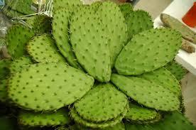 NOPAL O CACTUS PARA LA DIABETES