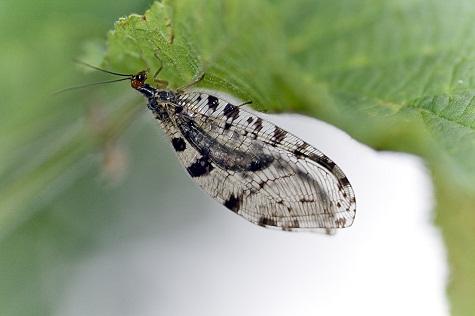 Los Neurópteros en Aragón (Neuróptera) Los Neurópteros en Aragón (Neuróptera)