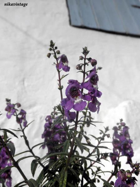 Despues de la lluvia Despues de la lluvia