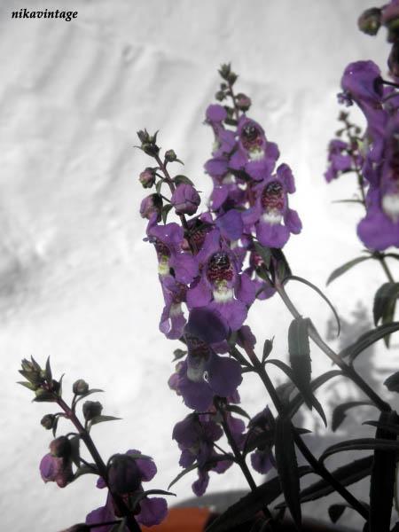 Despues de la lluvia Despues de la lluvia